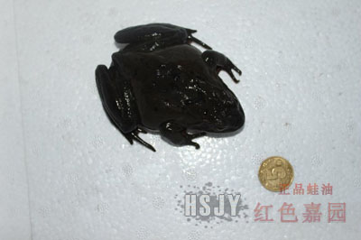 鲜活林蛙